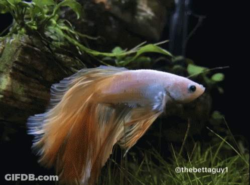 A Picture Of A Fish Taken By The Betta Guy GIF