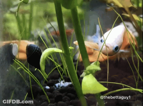 A Picture Of A Fish Tank With The Hashtag @ Thebettaguy1 GIF