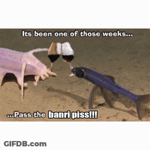 A Picture Of A Fish With A Caption That Says " It 'S Been One Of Those Weeks Pass The Banri Piss !!! " GIF