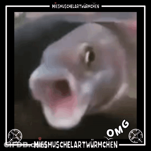 A Picture Of A Fish With Its Mouth Open And The Words Omg Written Below It GIF