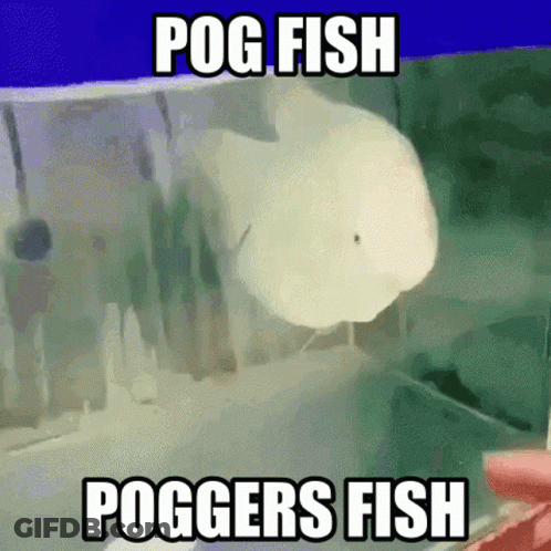 A Picture Of A Fish With The Caption Pog Fish Poggers Fish . GIF