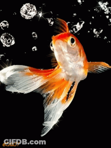 A Picture Of A Fish With The Number 31 On The Bottom Right GIF