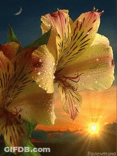 A Picture Of A Flower With The Name Valentina On The Bottom Right GIF
