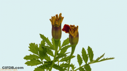 A Picture Of A Flower With The Words Decentscraps On The Bottom Right GIF
