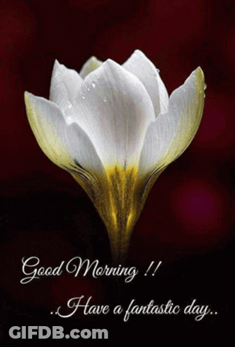 A Picture Of A Flower With The Words Good Morning Have A Fantastic Day GIF