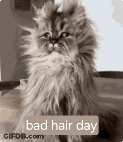 A Picture Of A Fluffy Cat With The Words Bad Hair Day Below It GIF