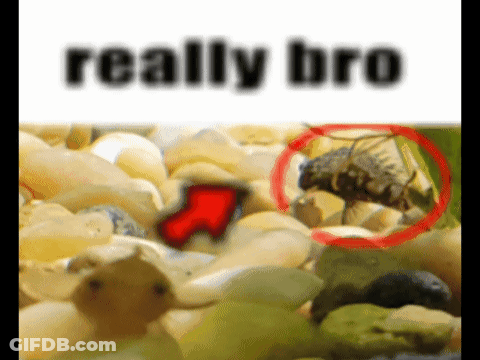 A Picture Of A Fly With The Words Really Bro On The Bottom GIF