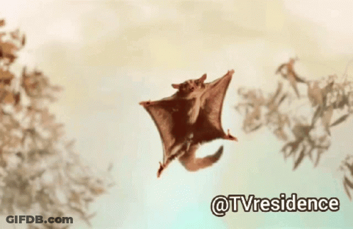 A Picture Of A Flying Squirrel With The Hashtag @Tvresidence GIF