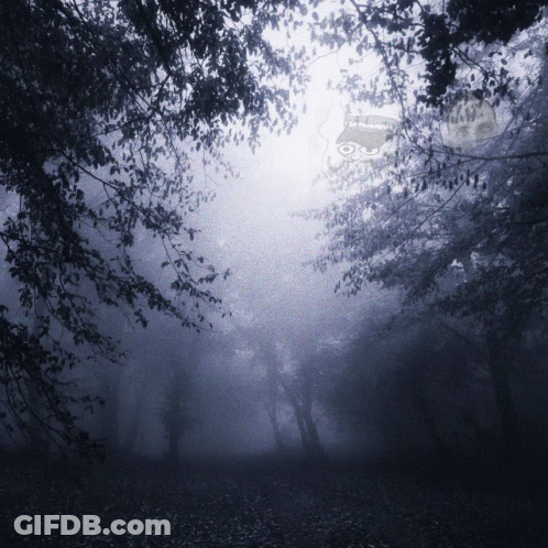 A Picture Of A Foggy Forest With A Watermark That Says ' N. Thompson ' GIF
