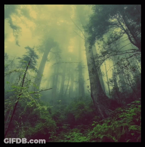 A Picture Of A Foggy Forest With A Watermark That Says ' No Copyright Infringement ' On It GIF