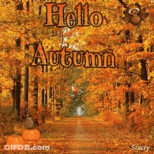 A Picture Of A Forest With The Words Hello Autumn GIF