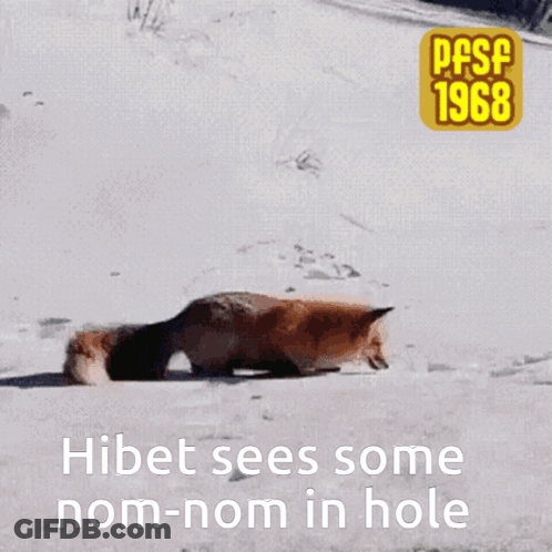 A Picture Of A Fox In The Snow With The Words Hibet Sees Some Nom-Nom In Hole Below It GIF