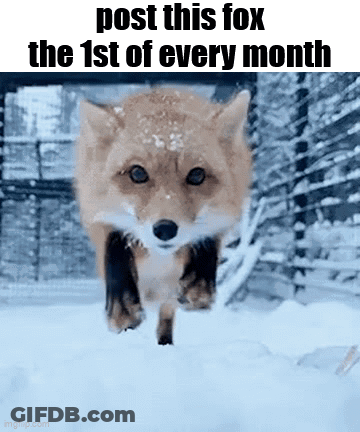 A Picture Of A Fox Running In The Snow With A Caption That Says Post This Fox The 1St Of Every Month GIF
