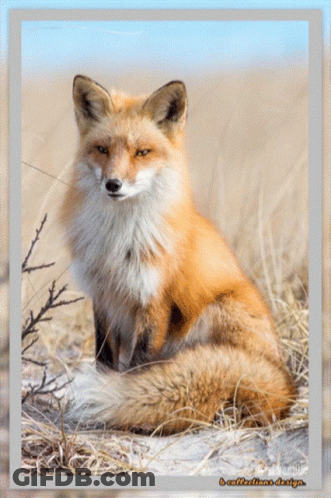 A Picture Of A Fox Sitting In The Grass With A Reflections.de.org Watermark GIF