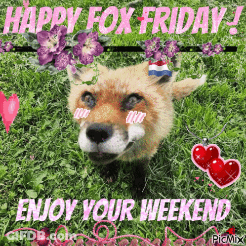 A Picture Of A Fox That Says Happy Fox Friday GIF