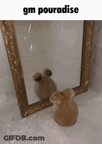 A Picture Of A Frog In Front Of A Mirror With The Words Gm Pourabise Below It GIF