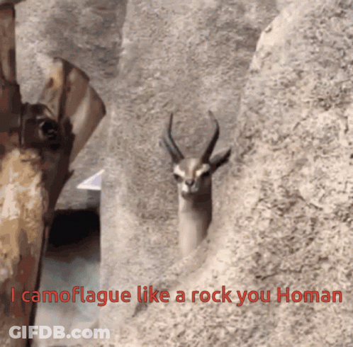 A Picture Of A Gazelle With The Words I Camouflage Like A Rock You Homan Below It GIF