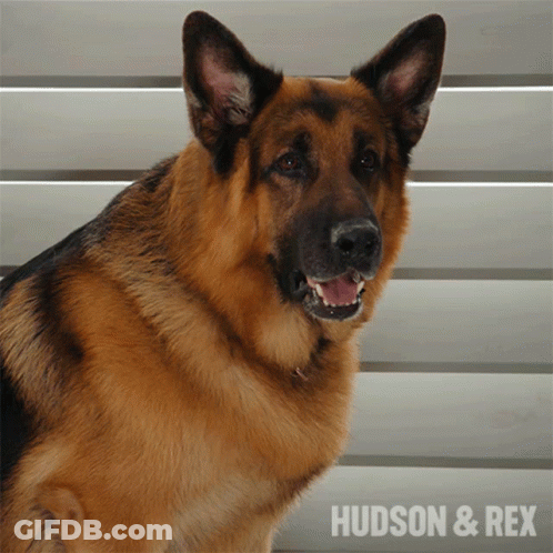 A Picture Of A German Shepherd With The Name Hudson & Rex On The Bottom Right GIF