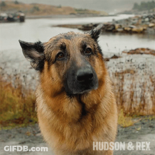 A Picture Of A German Shepherd With The Words Hudson & Rex On The Bottom Right GIF