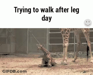 A Picture Of A Giraffe Laying On The Ground With The Words Trying To Walk After Leg Day GIF