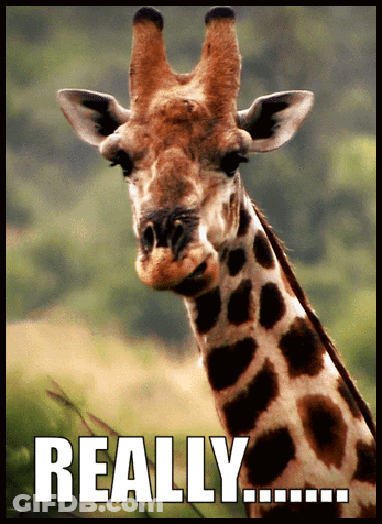 A Picture Of A Giraffe With The Words " Really " Below It GIF