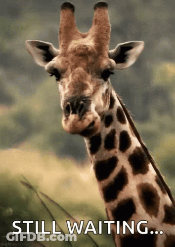 A Picture Of A Giraffe With The Words Still Waiting Above It GIF