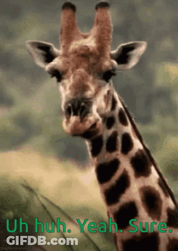 A Picture Of A Giraffe With The Words Uh Huh Yeah Sure Above It GIF