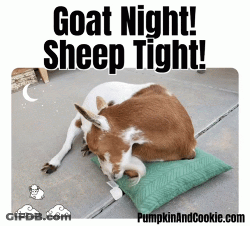 A Picture Of A Goat Sleeping On A Pillow With A Caption That Says Goat Night Sheep Tight GIF