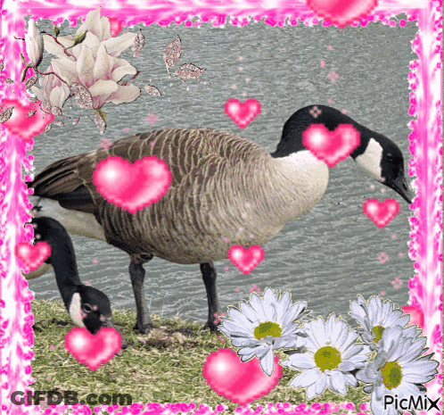A Picture Of A Goose Surrounded By Pink Hearts And Flowers With Picmix Written On The Bottom GIF