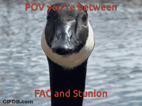 A Picture Of A Goose With The Words Pov You 'Re Between Fac And Stunion On The Bottom GIF