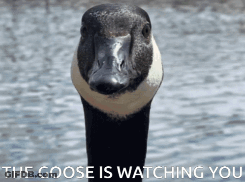 A Picture Of A Goose With The Words The Goose Is Watching You Below It GIF