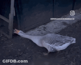 A Picture Of A Goose With The Words Windrushchickensandgeese On The Bottom Right GIF