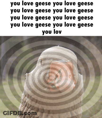 A Picture Of A Goose With The Words " You Love Geese You Love Geese " Above It GIF