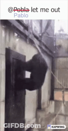 A Picture Of A Gorilla Hanging On A Wall With The Caption " @Pablo Let Me Out Pablo " GIF