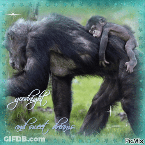 A Picture Of A Gorilla With A Baby On Its Back With The Words Goodnight And Sweet Dreams Written Below It GIF