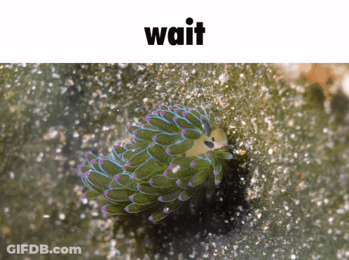 A Picture Of A Green And Purple Sea Slug With The Word Wait Below It GIF
