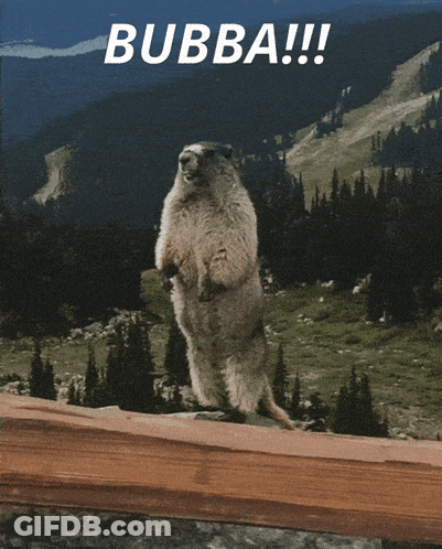 A Picture Of A Groundhog With The Words Bubba Pay Attention To Me On The Bottom GIF