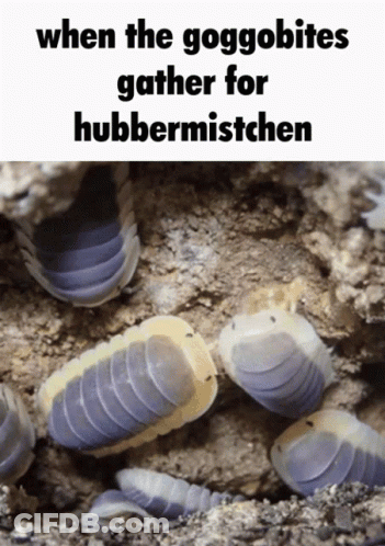 A Picture Of A Group Of Purple And White Bugs With The Caption When The Goggobites Gather For Hubbermistchen GIF