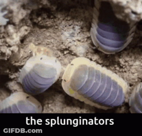 A Picture Of A Group Of Purple And White Worms With The Words The Splunginators Below Them GIF