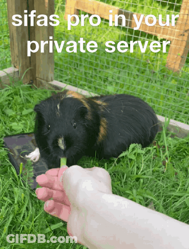 A Picture Of A Guinea Pig With The Words Sifas Pro In Your Private Server Written Above It GIF