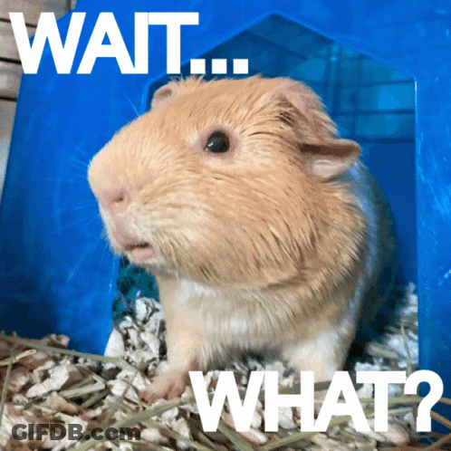 A Picture Of A Guinea Pig With The Words Wait What Written On It GIF
