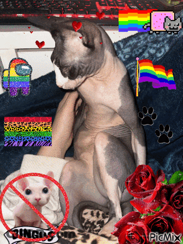 A Picture Of A Hairless Cat With A No Pingus Sign Around It GIF