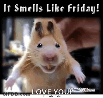 A Picture Of A Hamster With The Words " It Smells Like Friday " Above It GIF