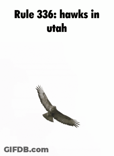 A Picture Of A Hawk Flying With The Words Rule 336 Hawks In Utah Above It . GIF