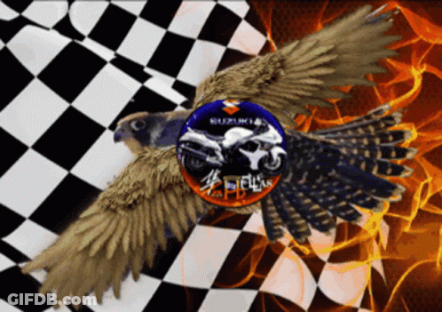 A Picture Of A Hawk With A Suzuki Motorcycle On It GIF