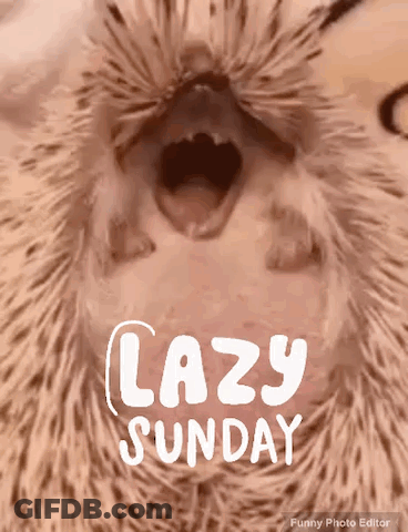 A Picture Of A Hedgehog With Its Mouth Open And The Words Lazy Sunday Written On It GIF