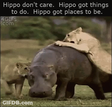 A Picture Of A Hippo And A Lion With The Caption Hippo Don T Care GIF