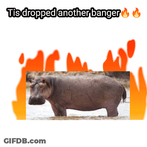 A Picture Of A Hippo In The Water With The Words " Tis Dropped Another Banger " Above It GIF