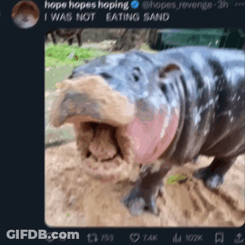 A Picture Of A Hippo With Its Mouth Wide Open GIF