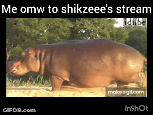 A Picture Of A Hippo With The Words Me Omw To Shikzeee 'S Stream GIF